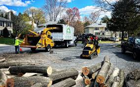 Why Choose Our Tree Removal Services in Pocahontas, AR?