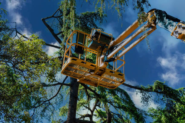 Reliable Pocahontas, AR Tree Services Solutions